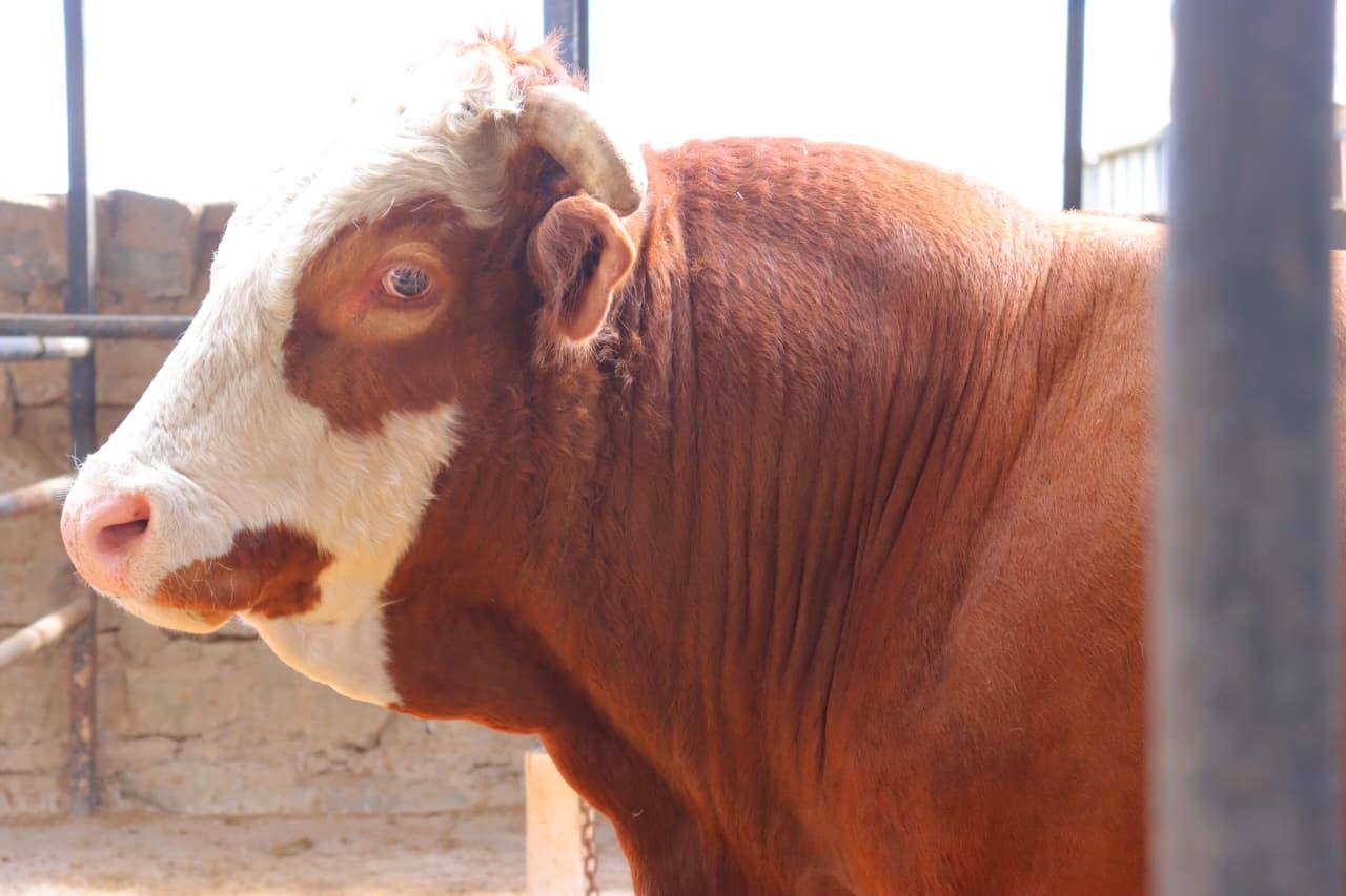 Osiligi Farm Bull