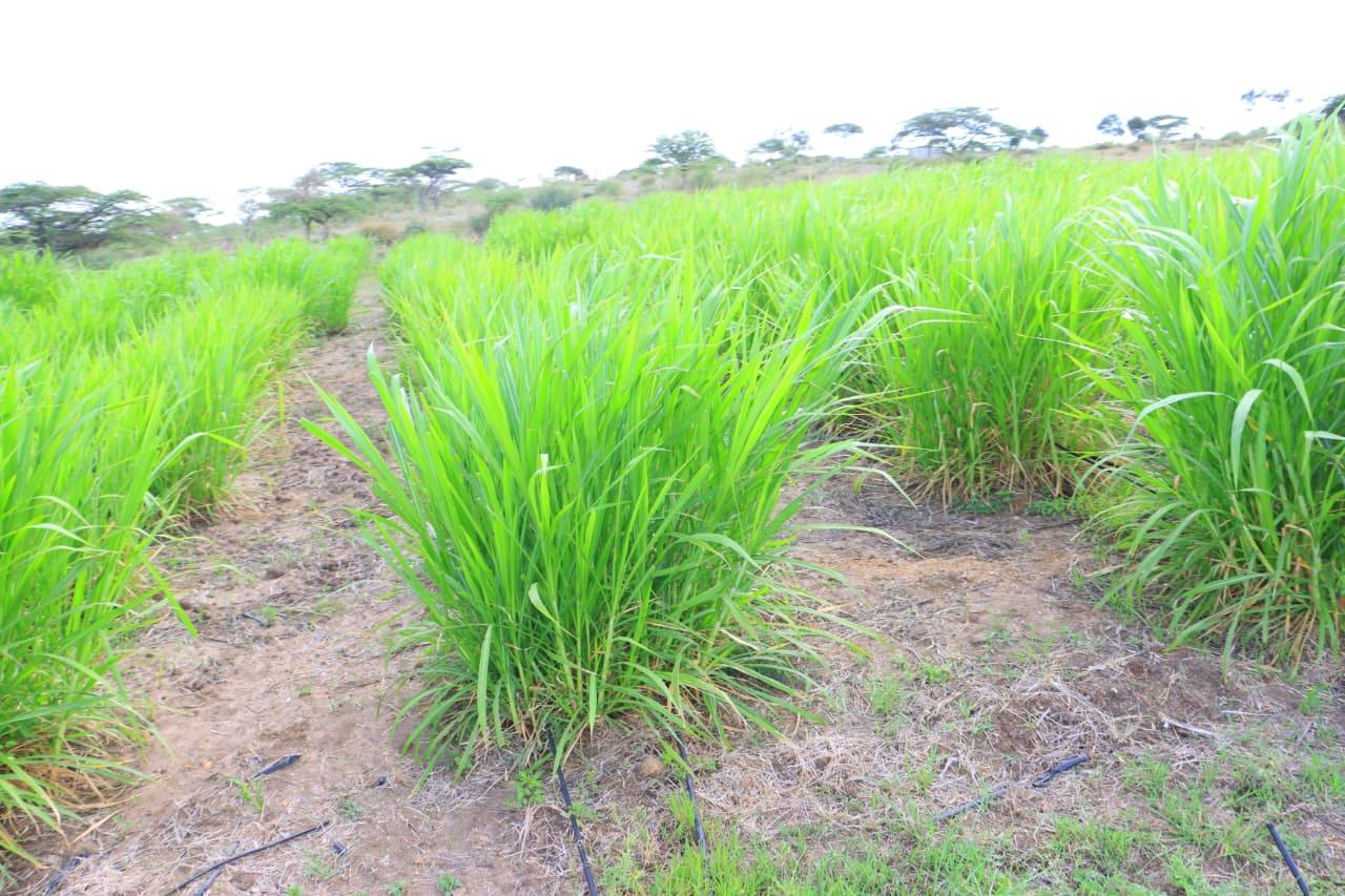Napier Grass – Osiligi Farm