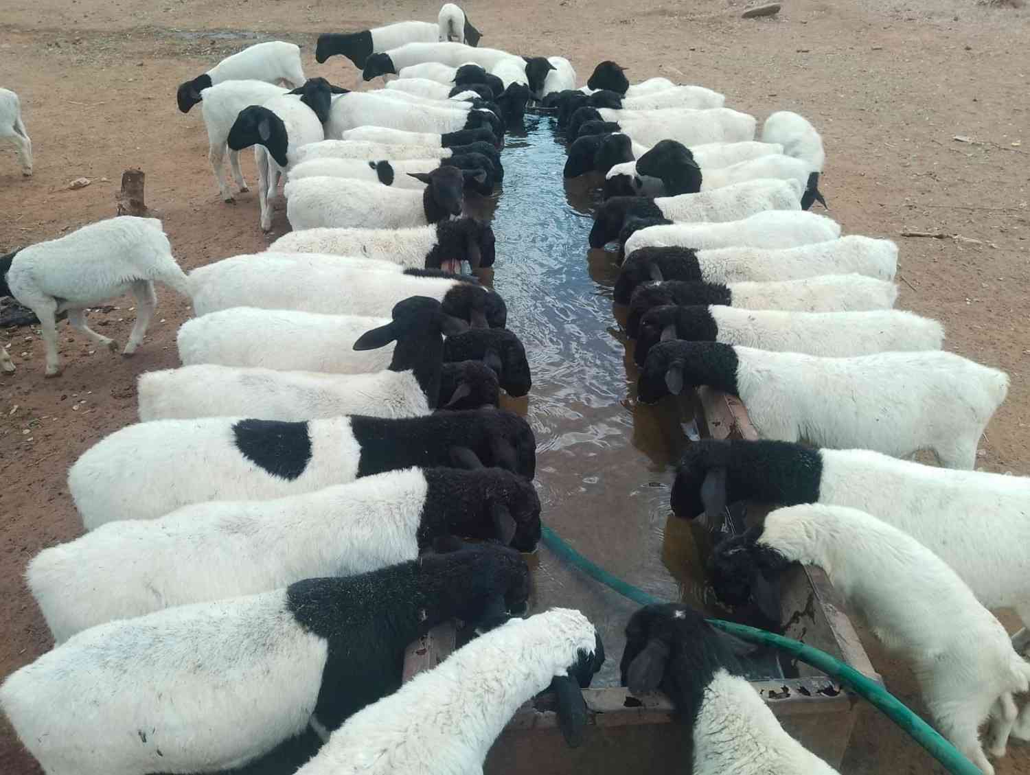 Osiligi Farm – Dorper Sheep